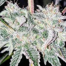 Psico Amnesia (Cannabis Seeds) Feminizada 1