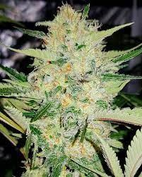 Psico Rica (Cannabis Seeds) Feminizada 3