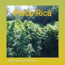 Psico Rica (Cannabis Seeds) Feminizada 4