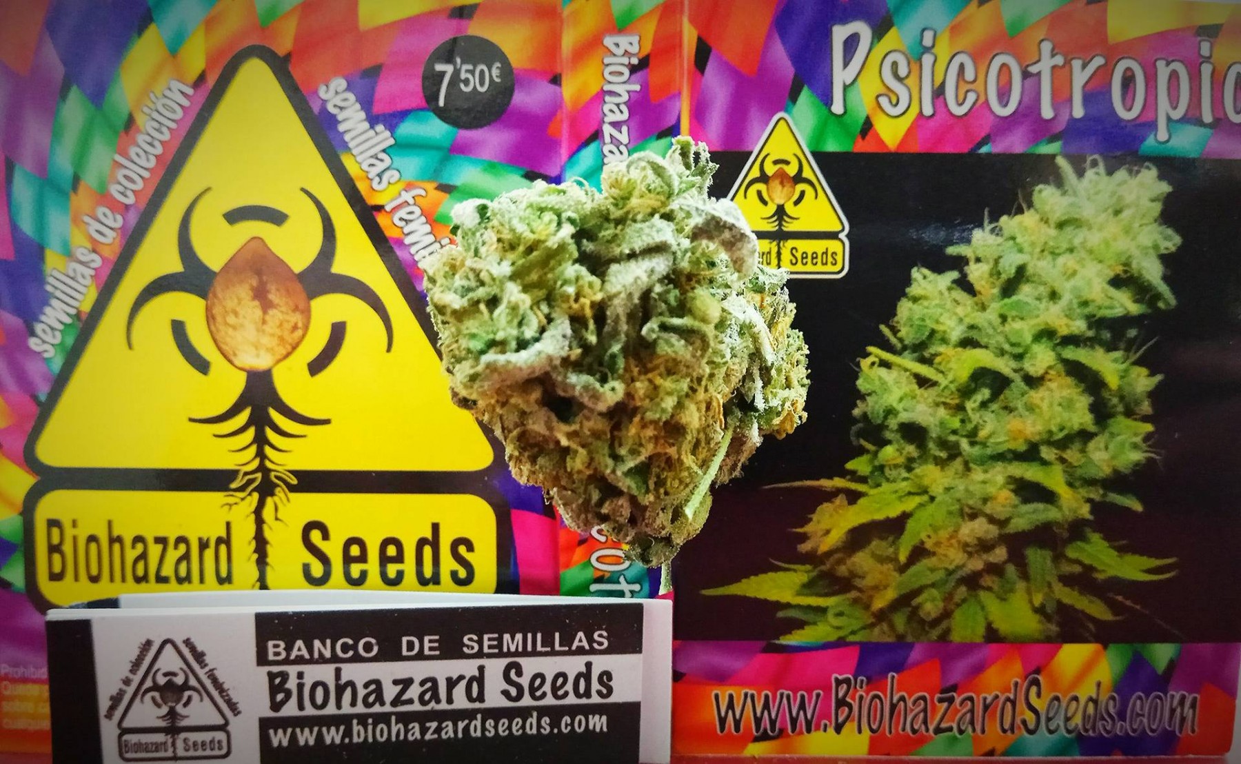 Psicotropic Feminizada (Biohazard Seeds) 0