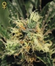 Pure Kush (Greeen House Seeds) Semilla Feminizada Marihuana - CAnnabis 0