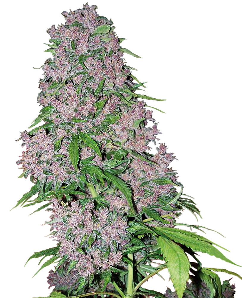 Purple Bud Feminizada (White Label Seeds) 0
