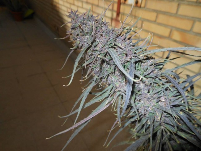 Purple Haze x Malawi Feminizada (ACE Seeds) 0