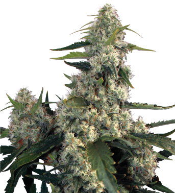 Quasar (Buddha Seeds) Semilla Feminizada de Cannabis 0
