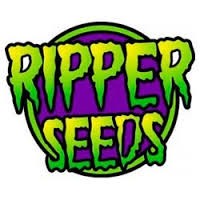 Sideral (Ripper Seeds) Semilla Feminizada de Cannabis Fotodependiente  Las mejores Semillas Feminizadas de Ripper Seeds en nuestras tiendas Dr.Cogollo - PowerCogollo tu GrowShop más barato online  Sideral (Ripper Seeds) Nueva variedad de Ripper Seeds.. 2