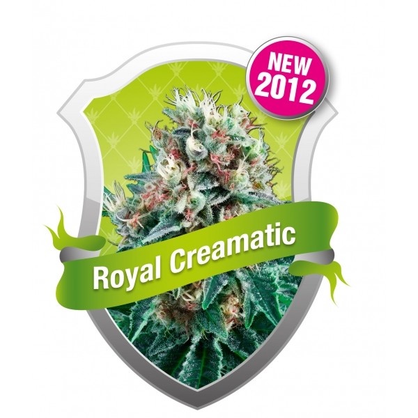 Royal Creamatic (Royal Queen Seeds) Semilla Autofloreciente cannabis-marihuana Feminizada 0