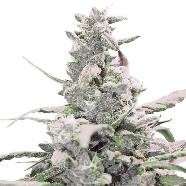 Royal Creamatic (Royal Queen Seeds) Semilla Autofloreciente cannabis-marihuana Feminizada 1