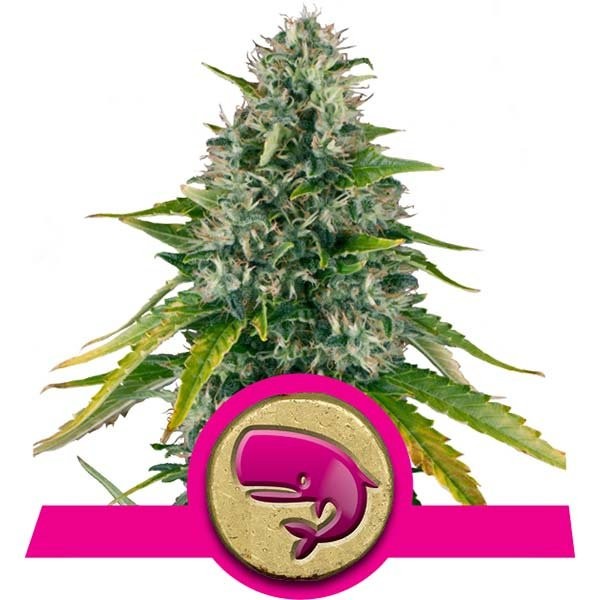 Royal Moby (Royal Queen Seeds) 1