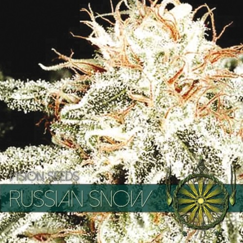 Russian Snow Vision Seeds  2