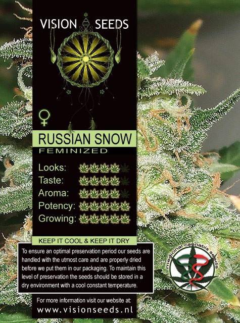 Russian Snow Vision Seeds  1