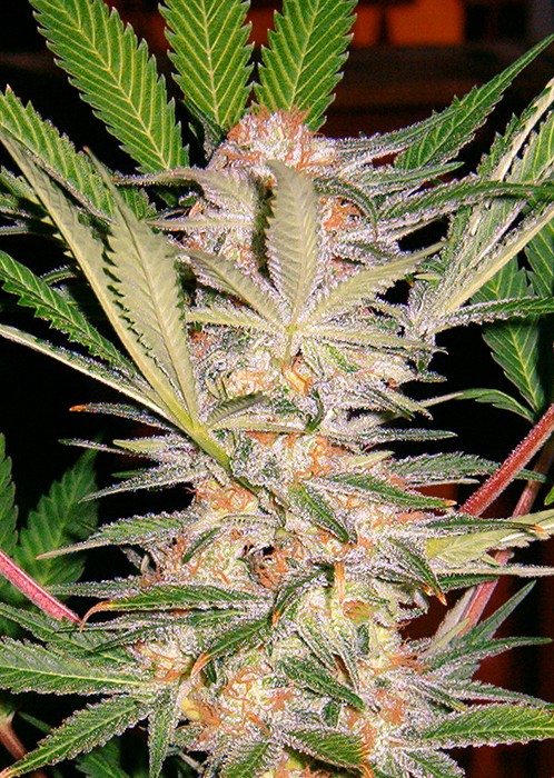 S.A.D. S1 (Sweet Afgani Delicious) Sweet Seeds 1