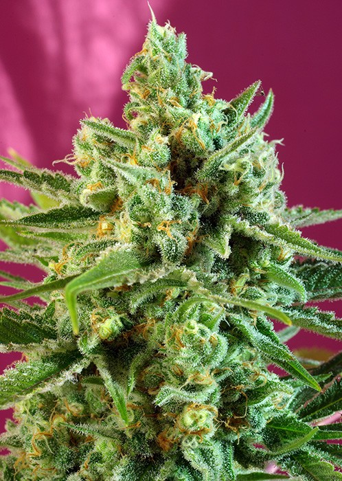 S.A.D. Sweet Afgani Delicious CBD (Sweet Seeds) 0