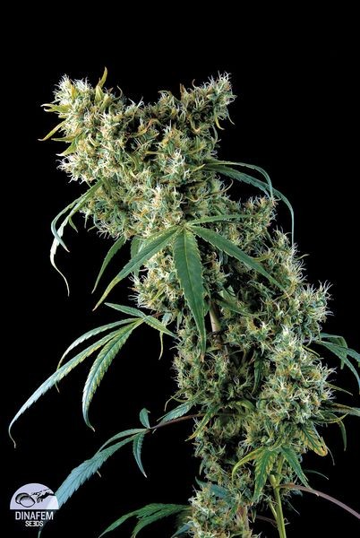 Semilla cannabis Super Silver (Dinafem Seeds) 2