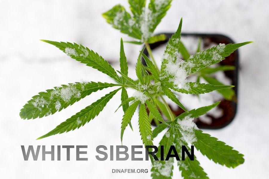 Semilla de marihuana White Siberian Feminizada 1