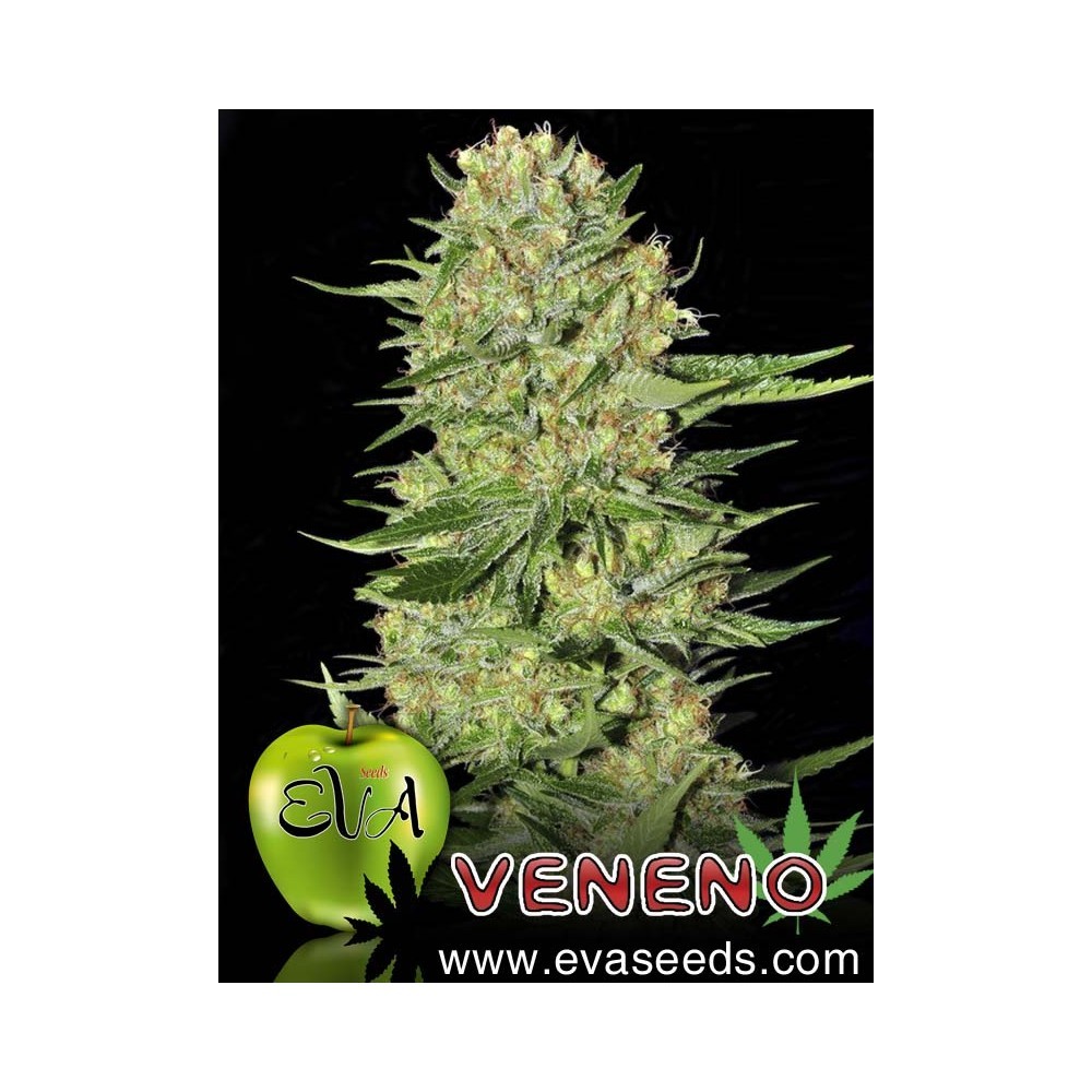 Semilla feminizada Veneno (EVa Seeds)  0