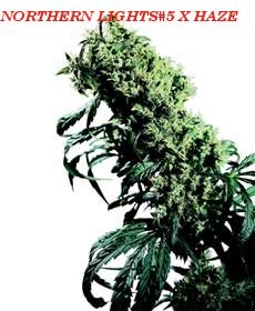 Semillas de Marihuana Northern Lights #5 x Haze Regular (Sensi Seeds) Este híbrido es el superlativo del cultivo de cannabis actual. El resultado: una planta de enorme potencia con un clímax extremo de Sativa.  En los Festivales de Cosecha de principios d 1