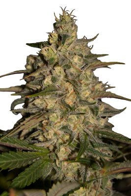 Silver Jack (SeedMakers) Semilla Feminizada Cannabis-Marihuana barata 0