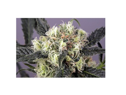 Snow Bud (Dutch Passon Seeds) Semilla Feminizada Marihuana Cultivo Indoor-Outdoor 0