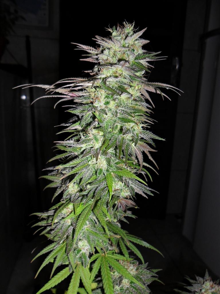 Snow Bud (Dutch Passon Seeds) Semilla Feminizada Marihuana Cultivo Indoor-Outdoor 2