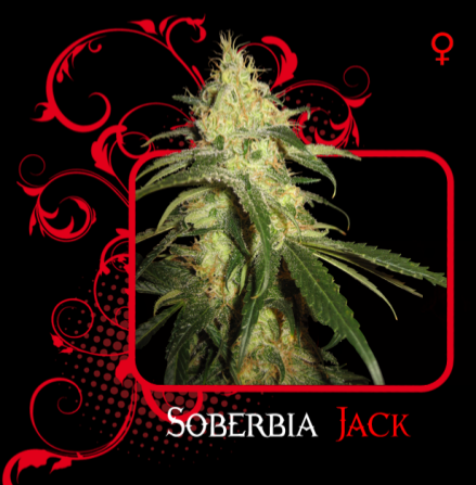 Soberbia Jack (7 Pekados Seeds) Semilla feminizada Marihuana 0