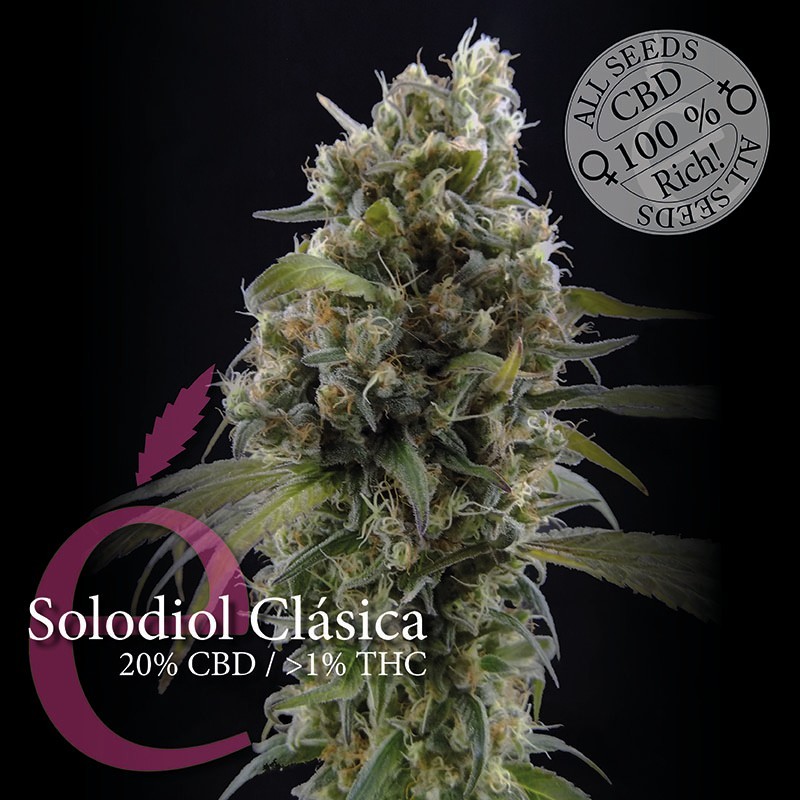 Solodiol Clásica (Elite Seeds) 0