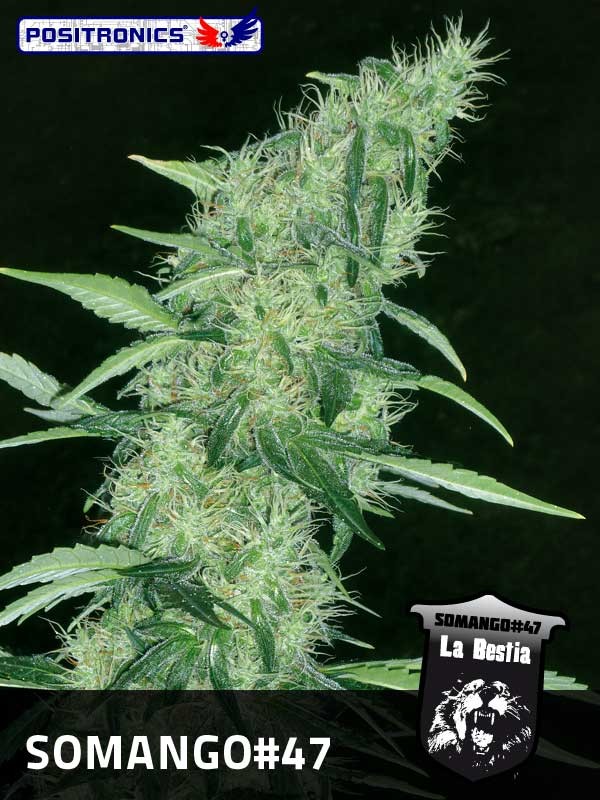 Somango#47 (Positronics Seeds) Semilla feminizada Cannabis-Marihuana 0