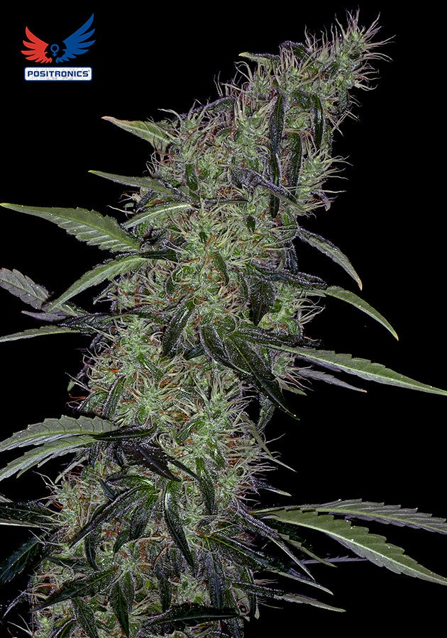 Somango#47 (Positronics Seeds) Semilla feminizada Cannabis-Marihuana 1