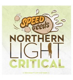  Northern Light x Critical 30 unds (Speed Seeds) Semilla Feminizada Granel Barata 0