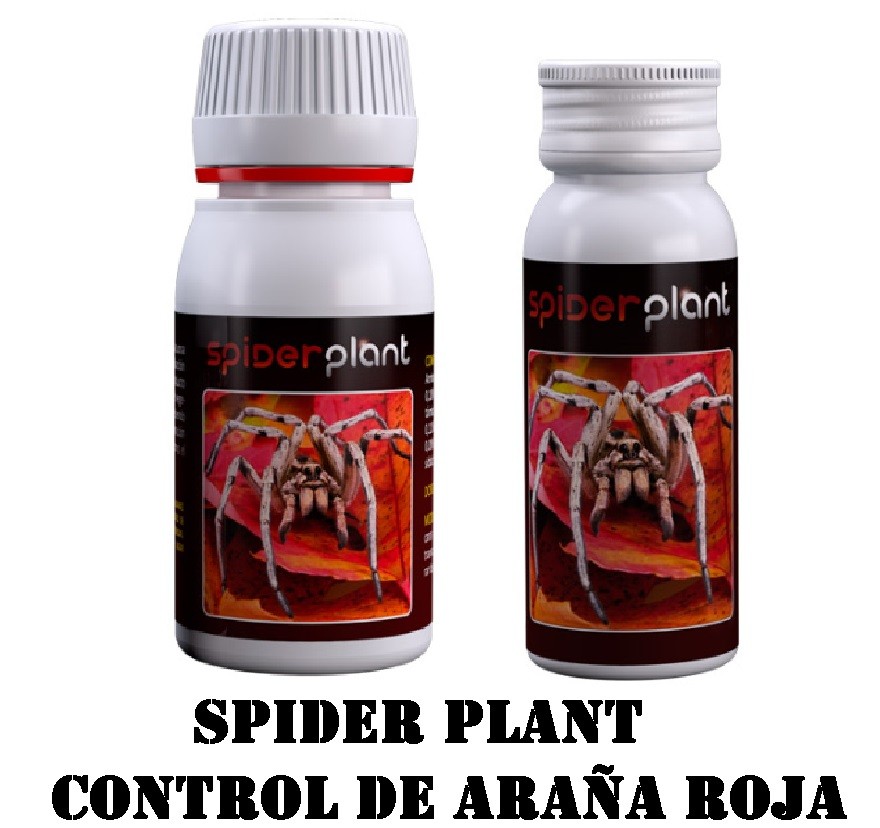 Spider Plant (Agrobacterias) Araña Roja 2