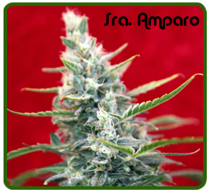 Sra. Amparo (Reggae Seeds) Semilla Feminizada 0