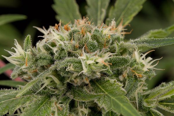 Strawberry Amnesia (Dinafem Seeds) Semilla Feminizada Cannabis 0