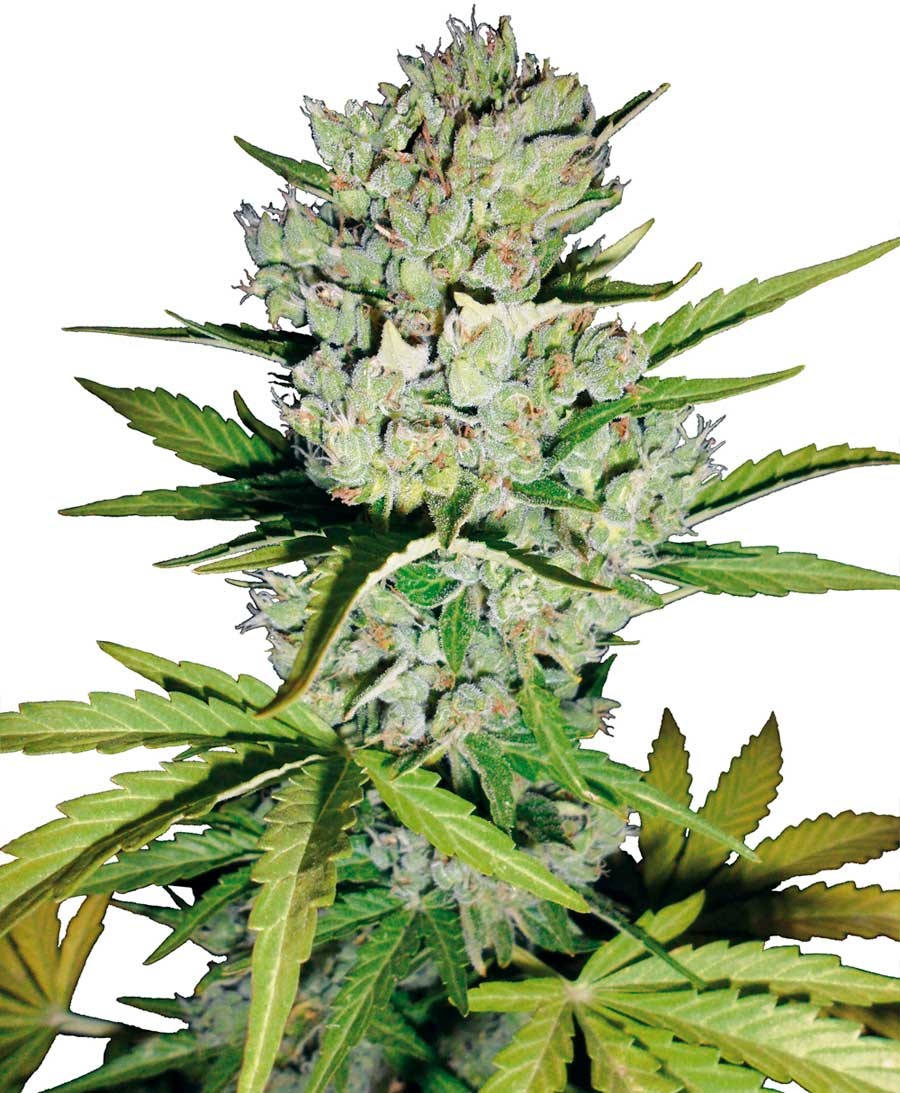 Super Skunk AutoFem (Vision Seeds) Semilla Cannabis Barata 0
