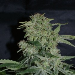 Super Hash (Pyramid Seeds) Semilla Marihuana Feminizada con mucha resina 0