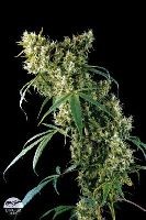 Semilla cannabis Super Silver (Dinafem Seeds) 0