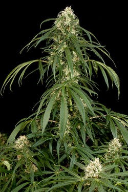 Semilla cannabis Super Silver (Dinafem Seeds) 1