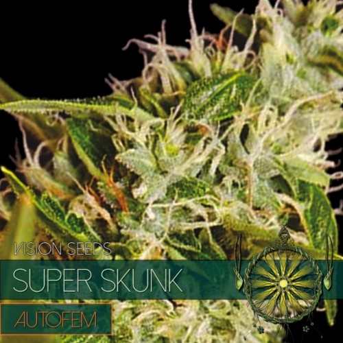 Super Skunk AutoFem (Vision Seeds) Semilla Cannabis Barata 1