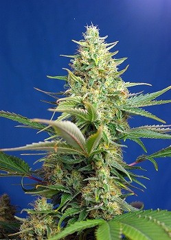 Sweet Pure Auto CBD (Sweet Seeds). Encuentra las mejores Semillas Feminizadas de Marihuana en nuestros GrowShop Dr. Cogollo - PowerCogollo.com tu Grow más Barato  y con el transporte incluido en envíos superiores a 50€ (Envíos y Devoluciones).  Sweet Pure 1
