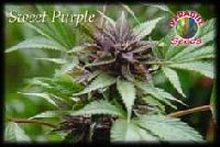 Sweet Purple Regular 0