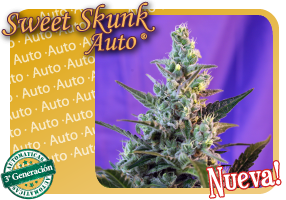 Sweet Skunk Autofloreciente (Sweet Seeds) 1