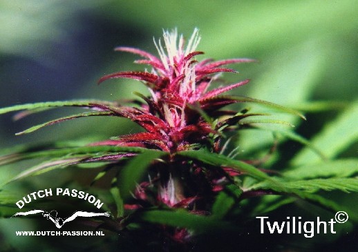 Twilight (Dutch Passion) Semilla feminizada Cannabis cogollo Morado 1