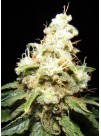 Wacky Widow (Makka Seeds) Semilla Feminizazda Cannabis 0
