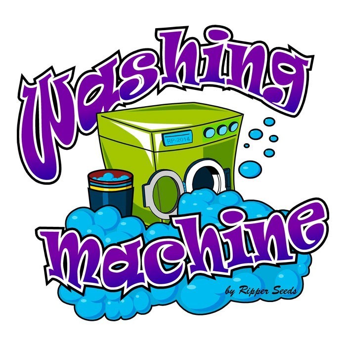 Washing Machine Feminizada (Ripper Seeds) 2