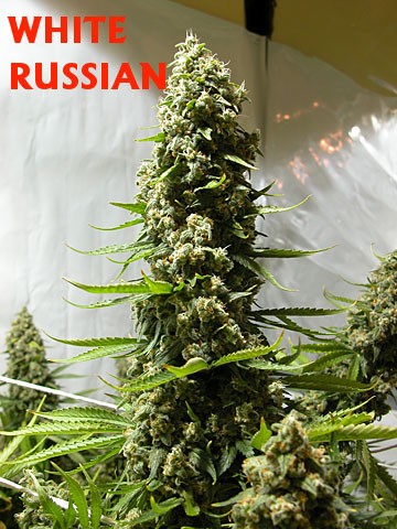 White Russian Regular (Serious Seeds) 1