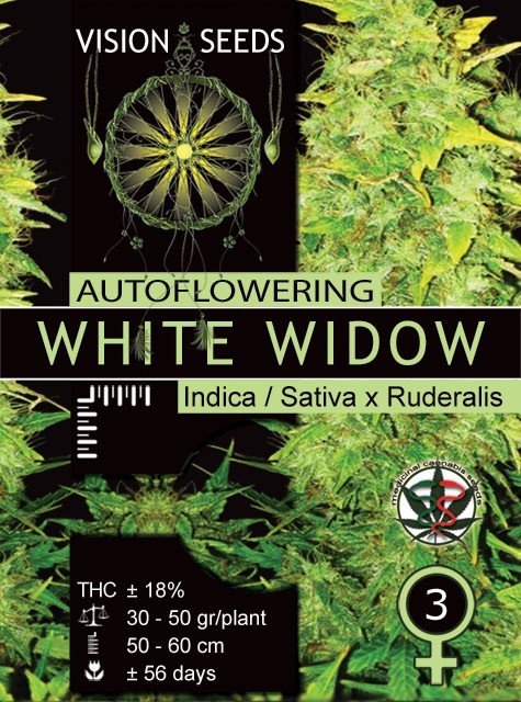 White Widow Auto Vision Seeds 1