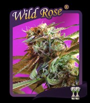 Wild Rose (Semillas) 0