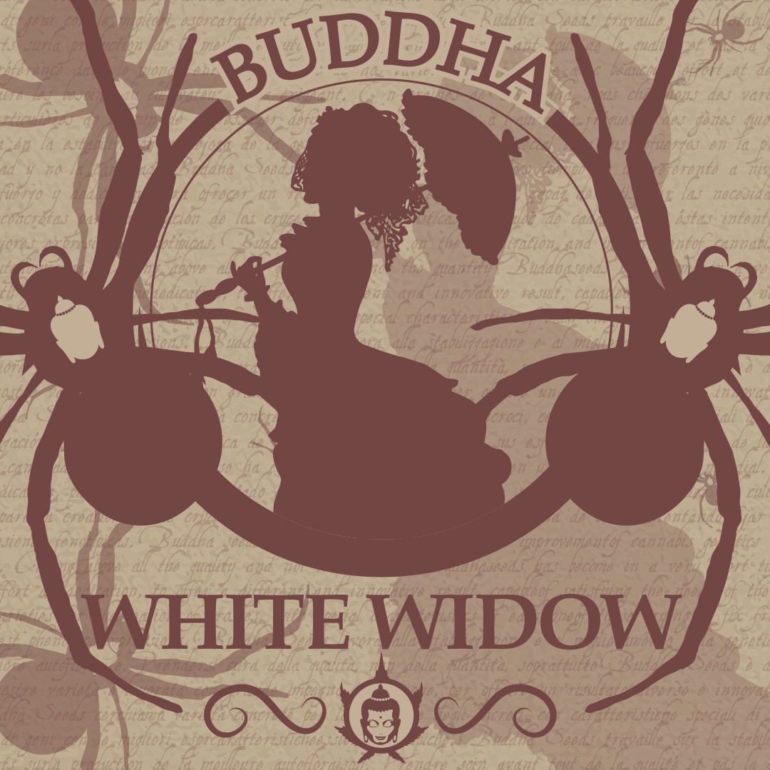 Buddha White Widow Feminizada Classics (Buddha Seeds) 0