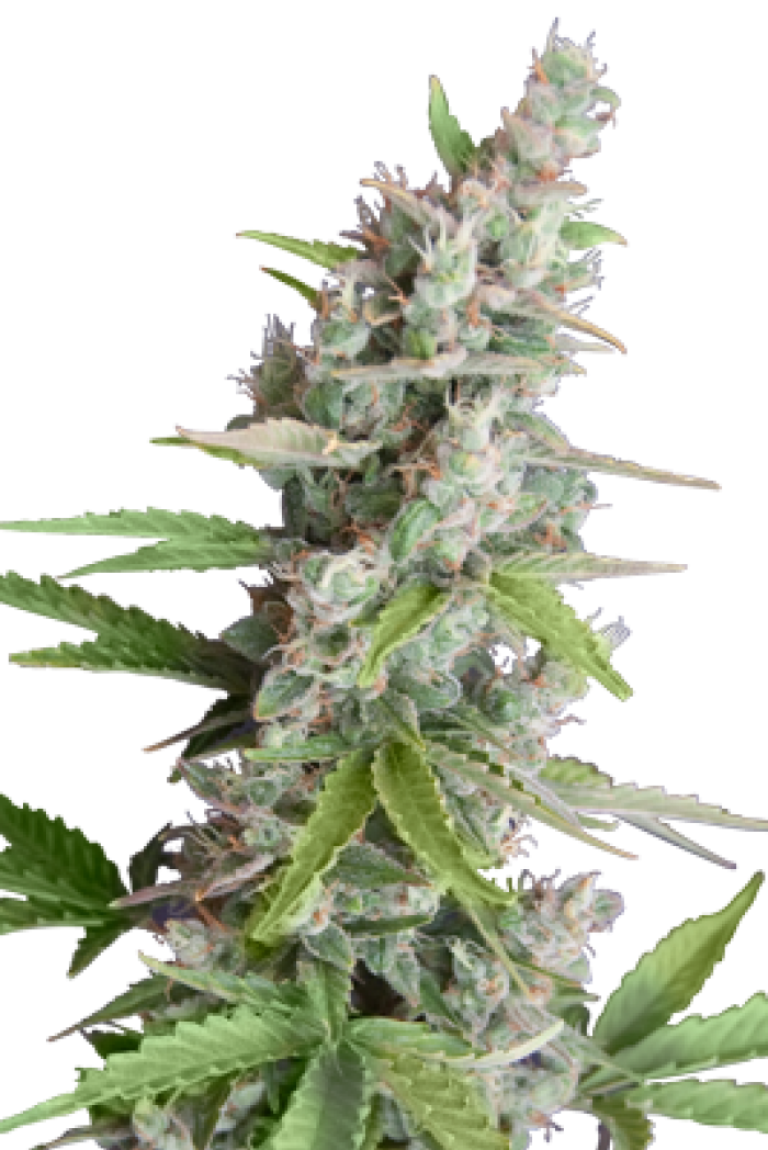 Akauto (SeedMakers) SEmilla Feminizada Autofloreciente Cannabis,