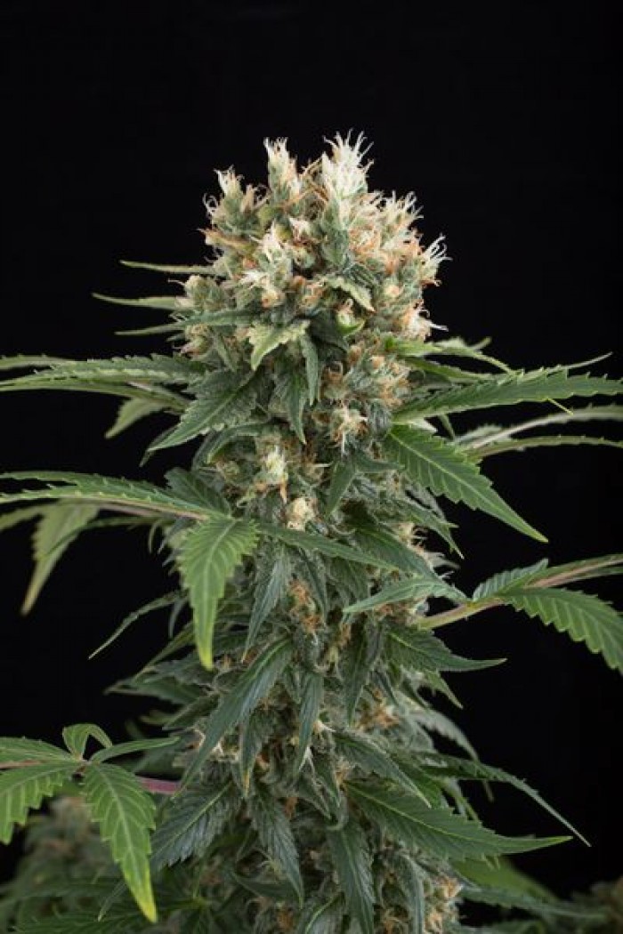 Blue Thai (Dinafem) Semilla Feminizada Cannabis