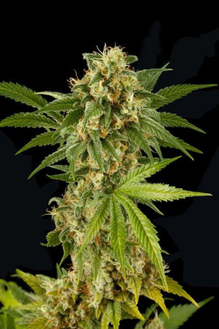 Kush'N'Cheese (Dinafem) Semilla Feminizada Cannabis