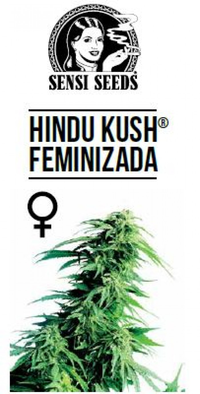 Hindu Kush Feminizada (Sensi Seeds)
